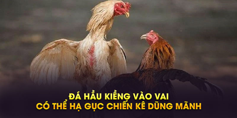 Đá hầu kiềng vào vai có thể hạ gục chiến kê dũng mãnh