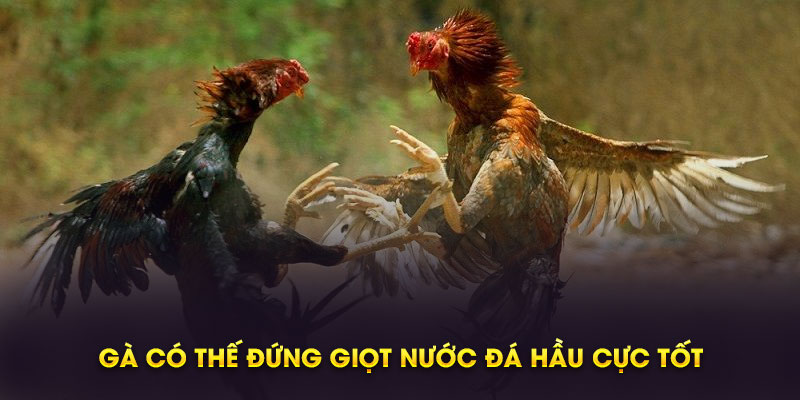 Gà có thế đứng giọt nước đá hầu cực tốt